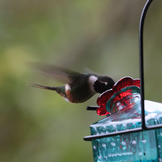 Magenta-throated Woodstar